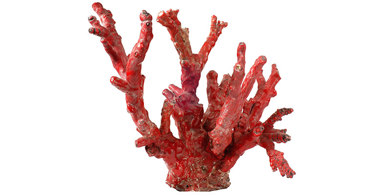 Galhos de coral vermelho no fundo branco.