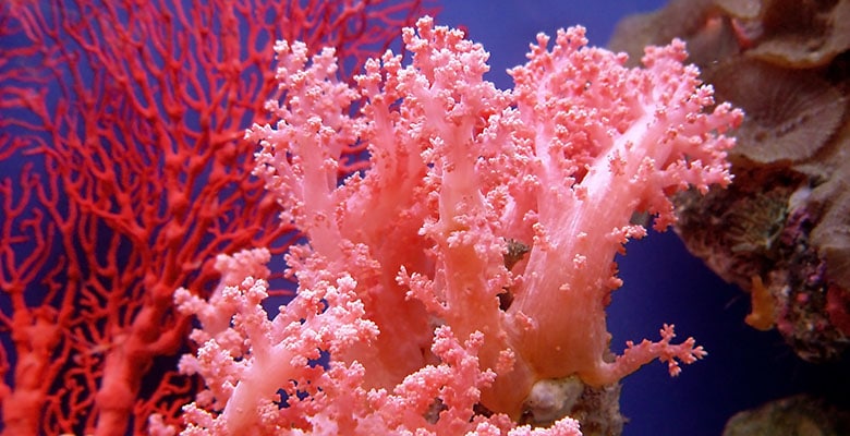 Coral natural no fundo do mar.